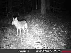 Canis latrans thamnos