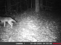 Canis latrans thamnos