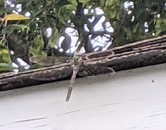 Boyeria vinosa