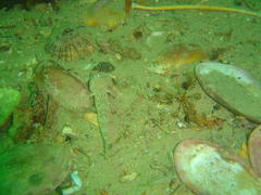 Caffrogobius nudiceps