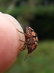 Steganocerus multipunctatus