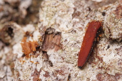 Anastrangalia dubia