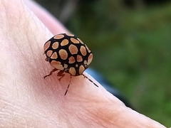 Steganocerus multipunctatus