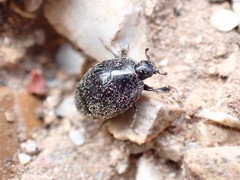 Saprininae