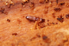 Prostomis mandibularis