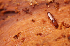 Prostomis mandibularis