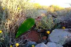 Haemanthus unifoliatus