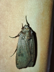 Noctua pronuba