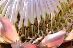 Chirodica