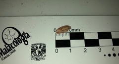 Volvarina albolineata