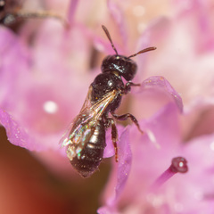 Ceratina parvula