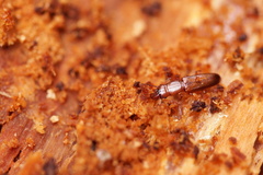 Prostomis mandibularis