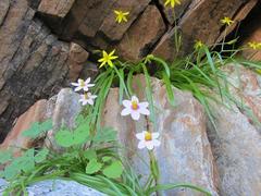 Pauridia etesionamibensis