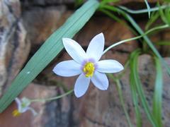 Pauridia etesionamibensis