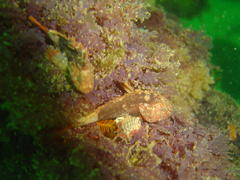 Coccotropsis gymnoderma