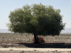 Brachychiton populneus