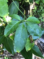 Neoalsomitra clavigera