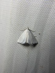 Leptosteges vestaliella