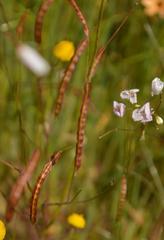 Heliophila variabilis