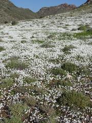 Heliophila variabilis