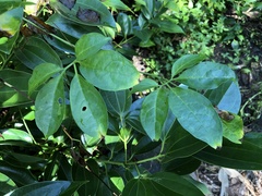 Neoalsomitra clavigera