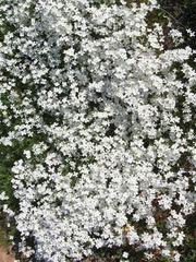 Heliophila variabilis