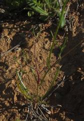 Heliophila variabilis