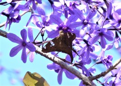 Ectomis octomaculata