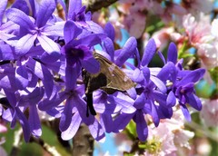 Ectomis octomaculata