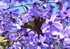 Ectomis octomaculata