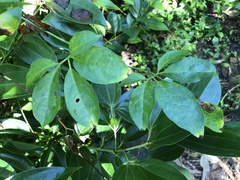 Neoalsomitra clavigera