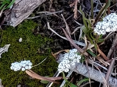 Lomatium linearifolium
