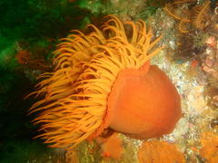 Pseudactinia flagellifera