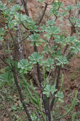 Othonna triplinervia