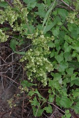 Rumex sagittatus