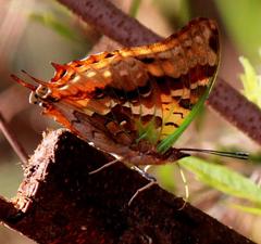 Charaxes candiope