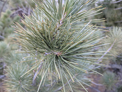 Pinus lambertiana