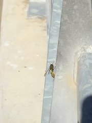 Polistes dominula