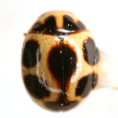 Brachiacantha lepida