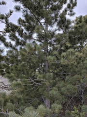 Pinus lambertiana