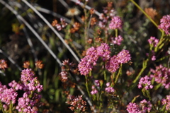 Lamprotis