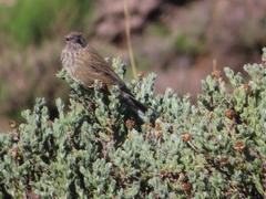 Crithagra symonsi