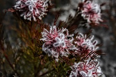 Serruria rostellaris