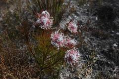 Serruria rostellaris