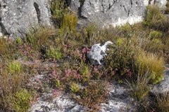 Lamprotis