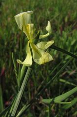 Moraea serratostyla