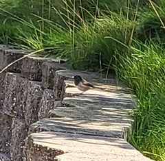 Junco hyemalis