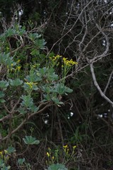Othonna triplinervia