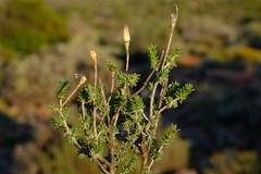 Pteronia ciliata