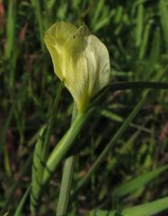 Moraea serratostyla